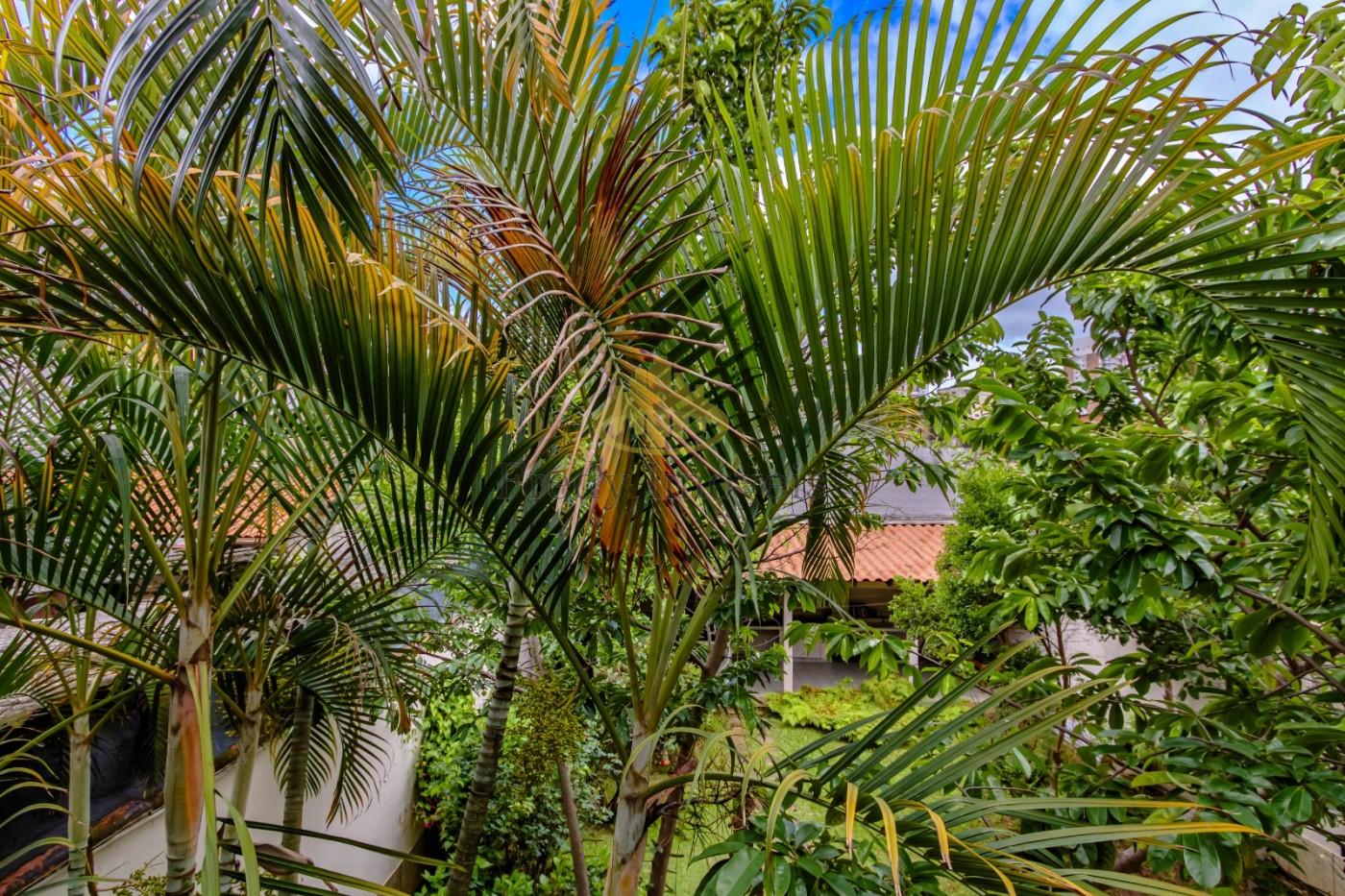 Casa, 4 quartos, 400 m² - Foto 6